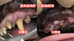 犬の口腔写真