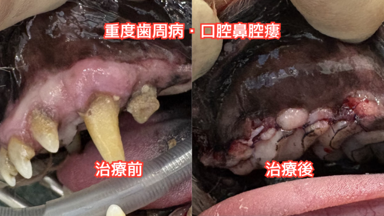 犬の口腔写真