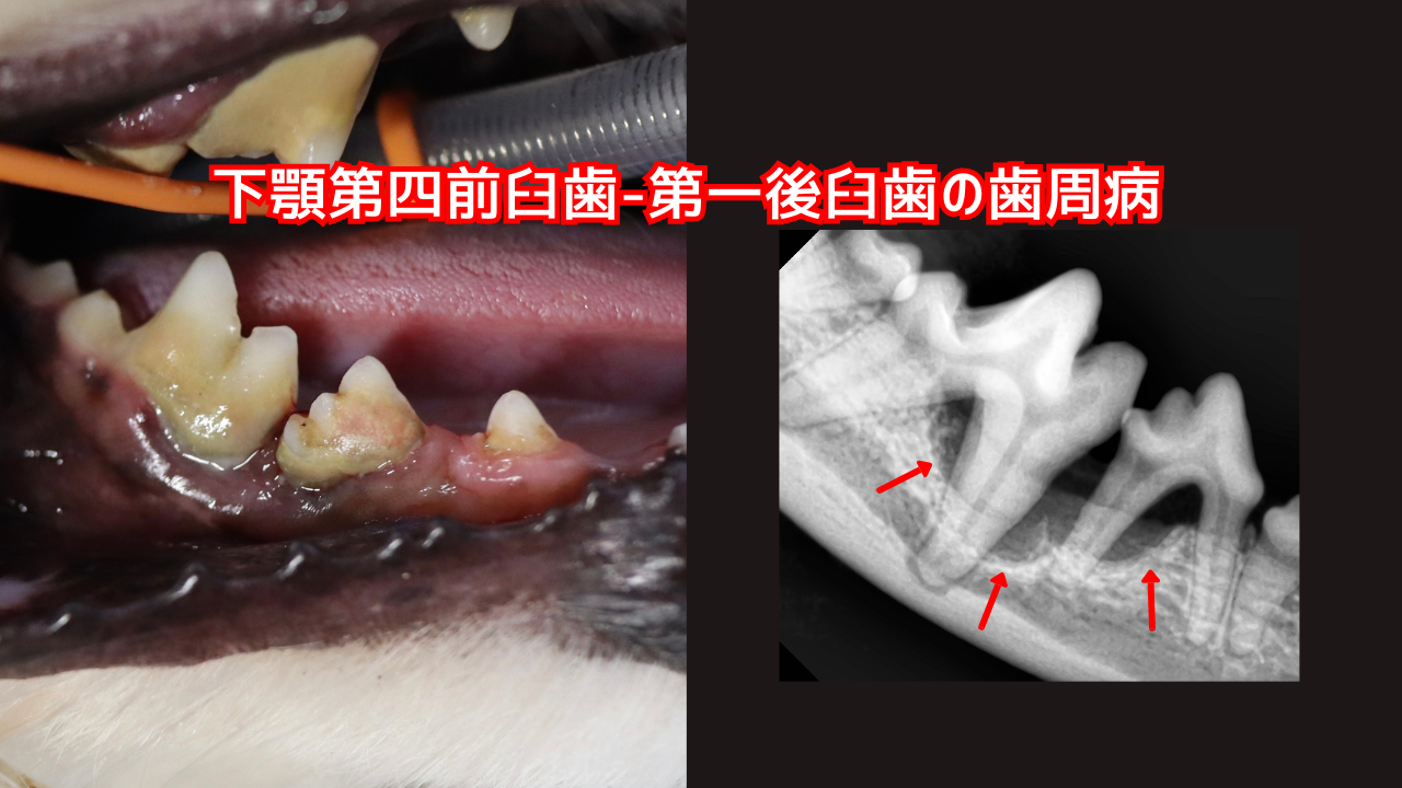 犬の下顎大臼歯の口腔写真と歯科レントゲン。重度歯周病になっている。