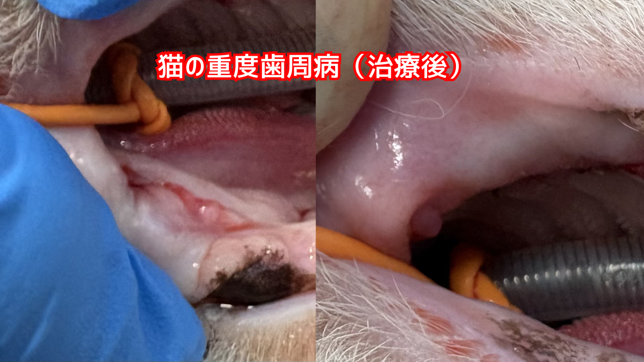 抜歯治療を終えた後の猫の口腔写真