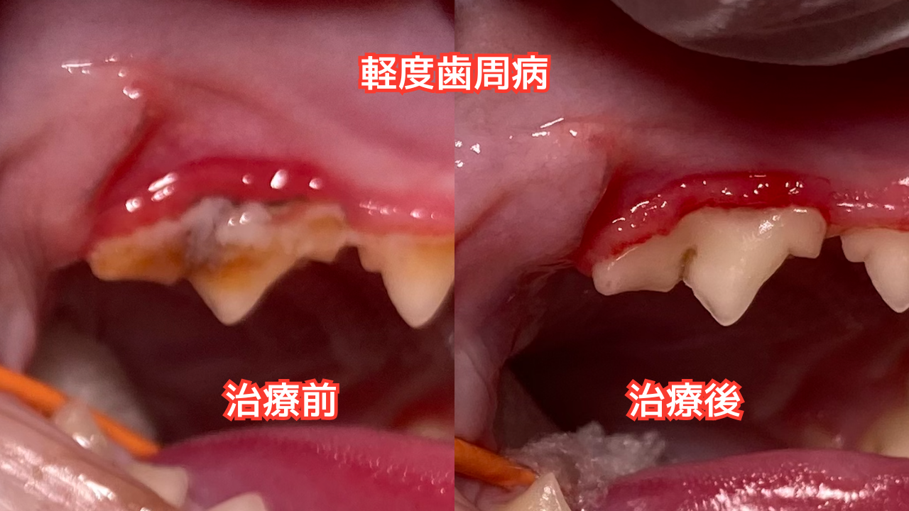 軽度歯周病の猫の歯の画像