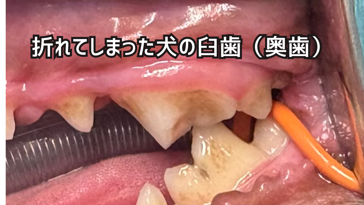 折れてしまった犬の臼歯。