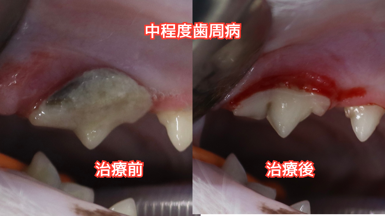 中程度歯周病の猫の歯の写真