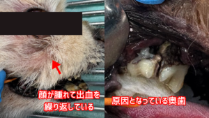 根尖膿瘍を繰り返し脱毛している小型犬の写真