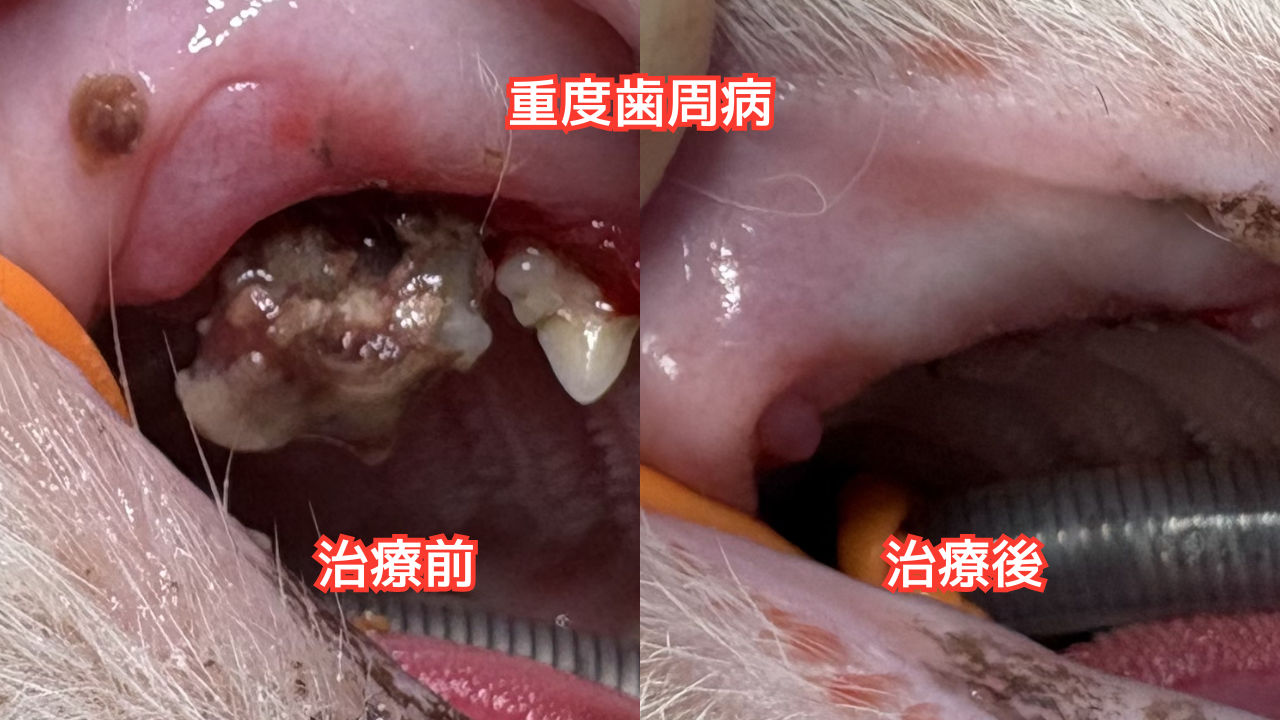 重度歯周病の猫の歯の写真