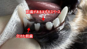 切歯の破折と欠如を認める犬の口腔写真