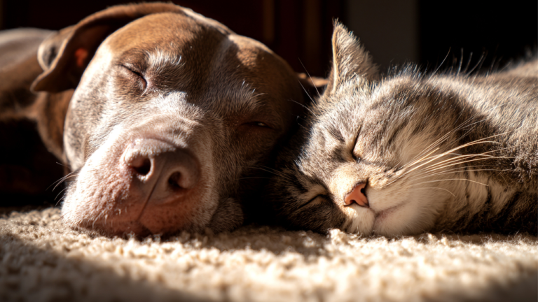 犬と猫が寝ている写真