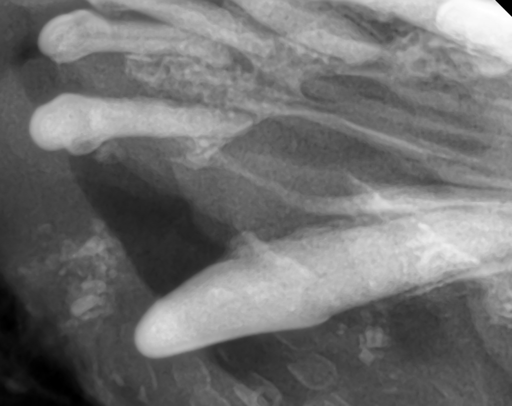 犬の歯科レントゲン。歯槽骨に穴が空いている。