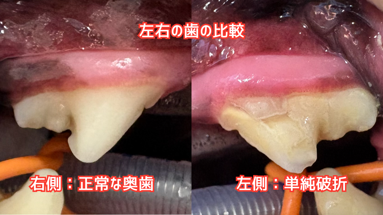 犬の歯の写真。正常な右の奥歯と折れてしまった左の奥歯が並んでいる。