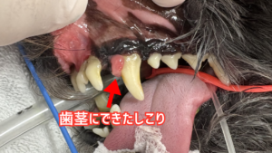 犬の口腔腫瘤の写真