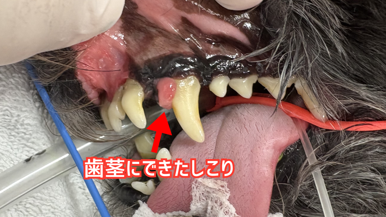 犬の口腔内にできた腫瘤の写真。