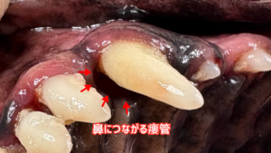 犬の口腔鼻腔瘻の写真