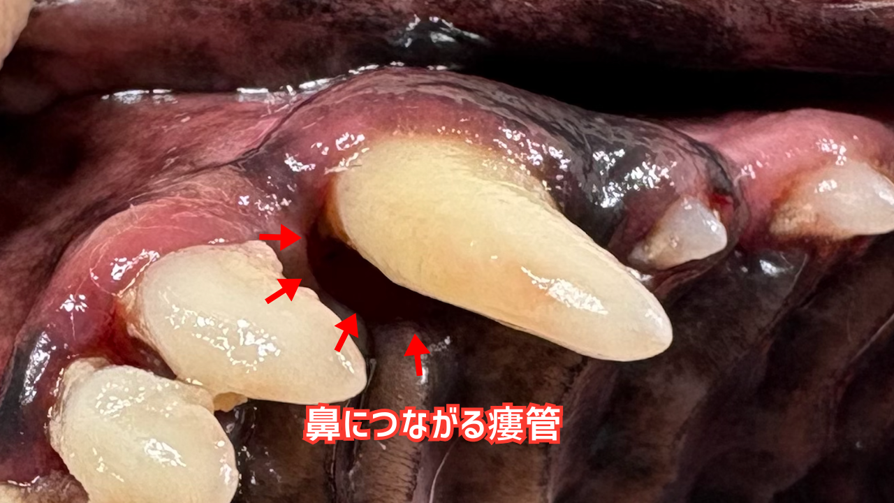 犬の犬歯の裏側に発生した口腔鼻腔瘻の写真