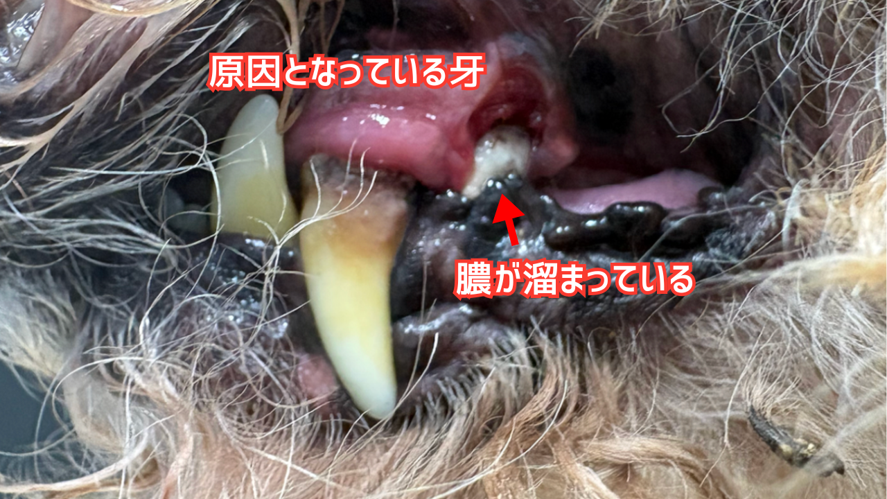 犬の犬歯の写真、横の歯肉から膿が排出されている。