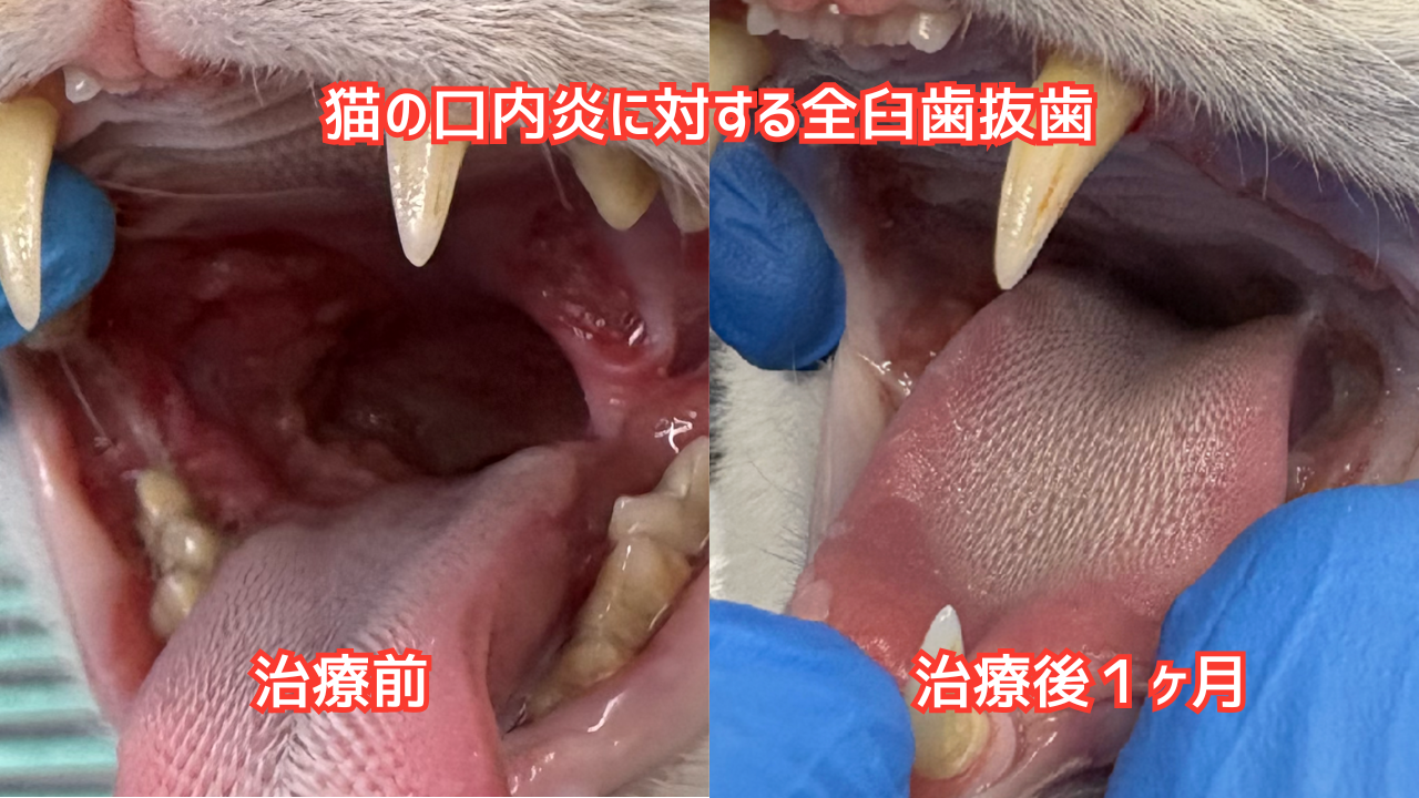 猫の口内炎に対する全臼歯抜歯の治療前後の比較写真。