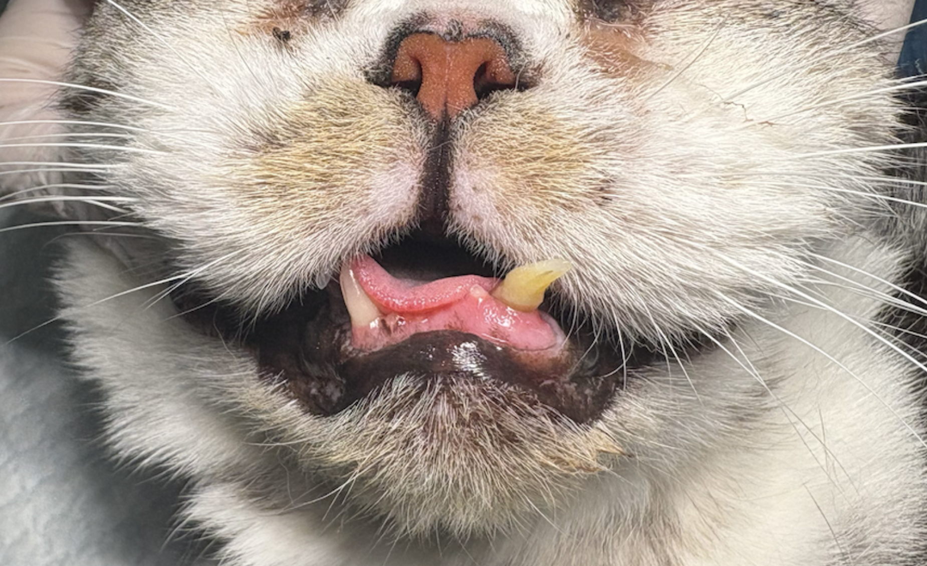 猫の牙の写真