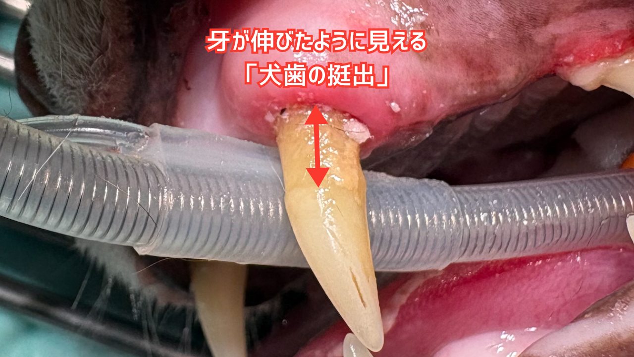 伸びたように見える猫の牙の挺出現象の写真