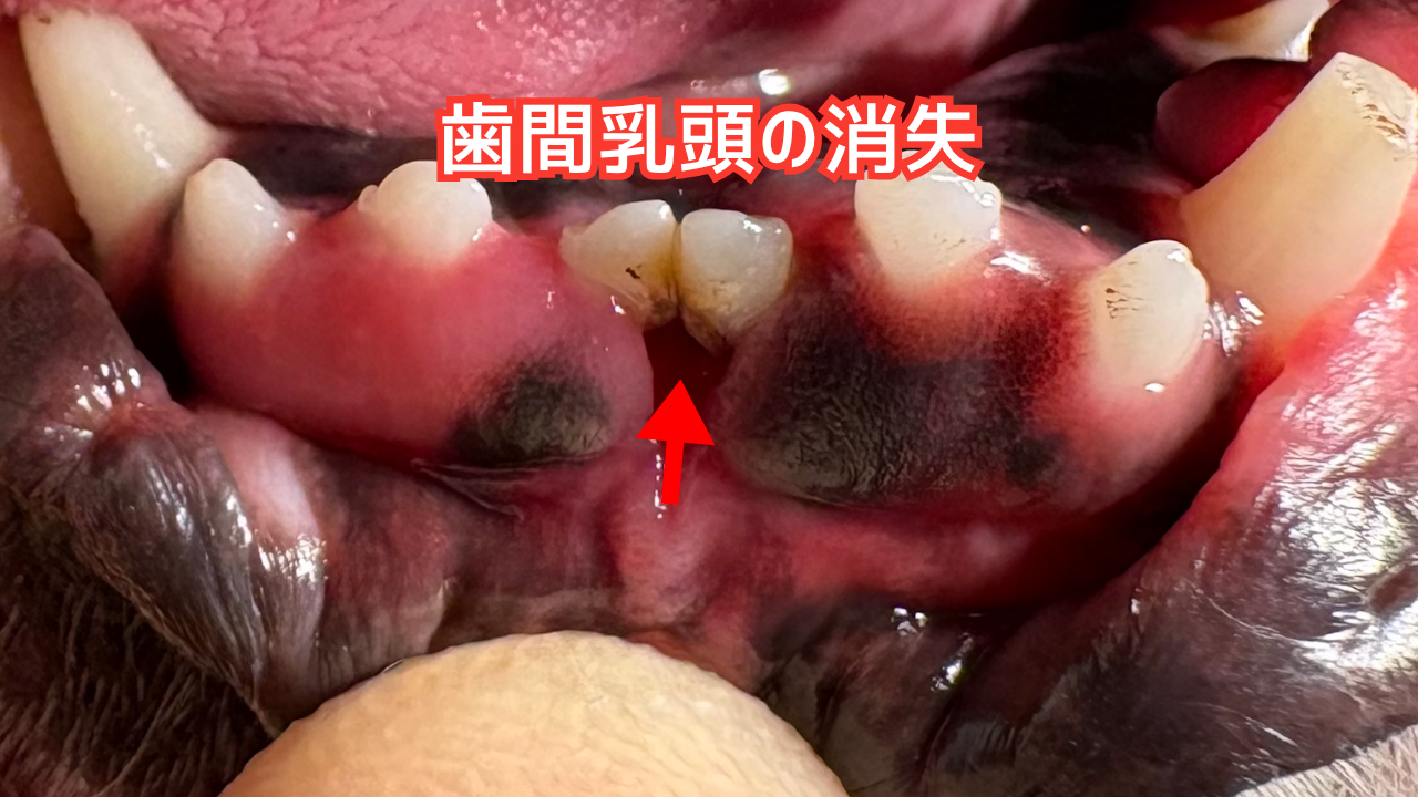 歯茎が退縮した犬の前歯の写真