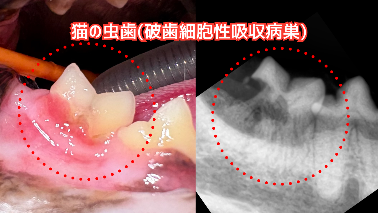吸収病巣となった猫の奥歯の写真