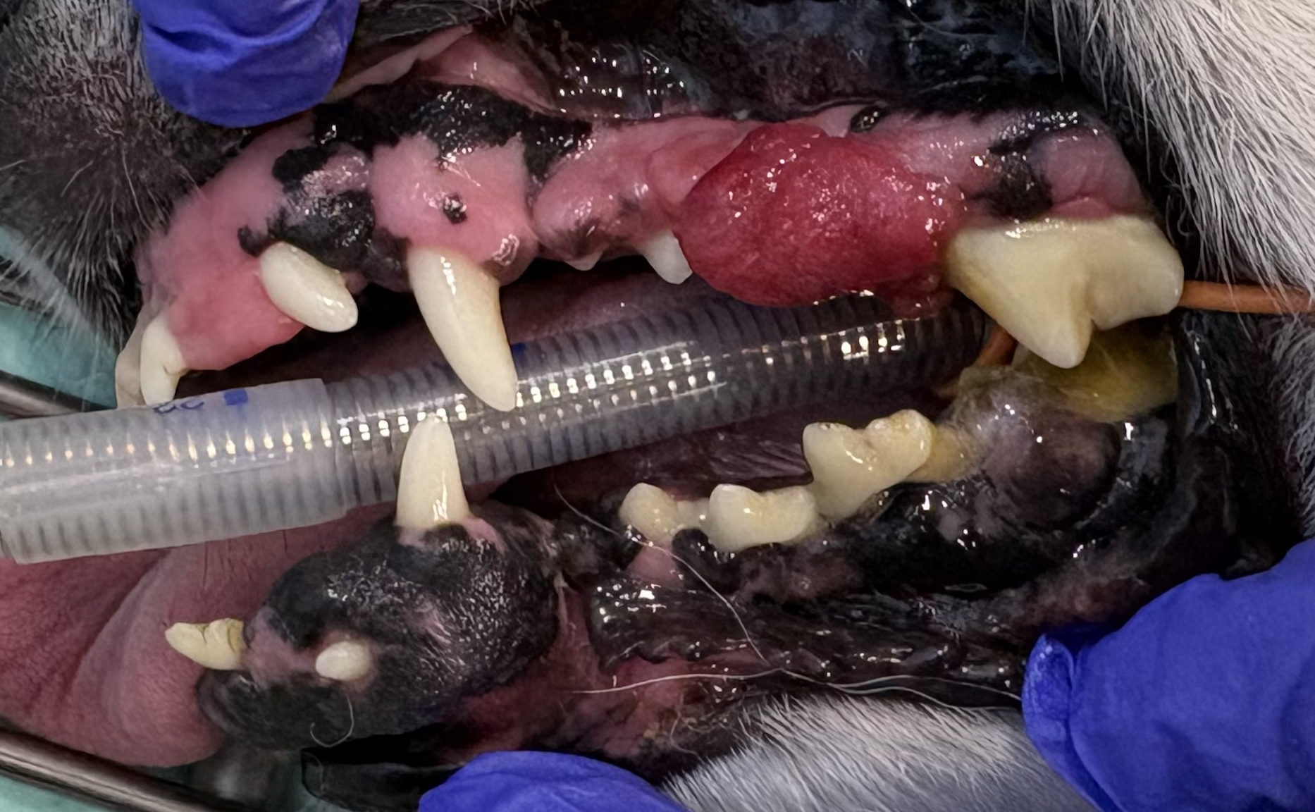 犬の口腔写真、歯肉が腫れている。