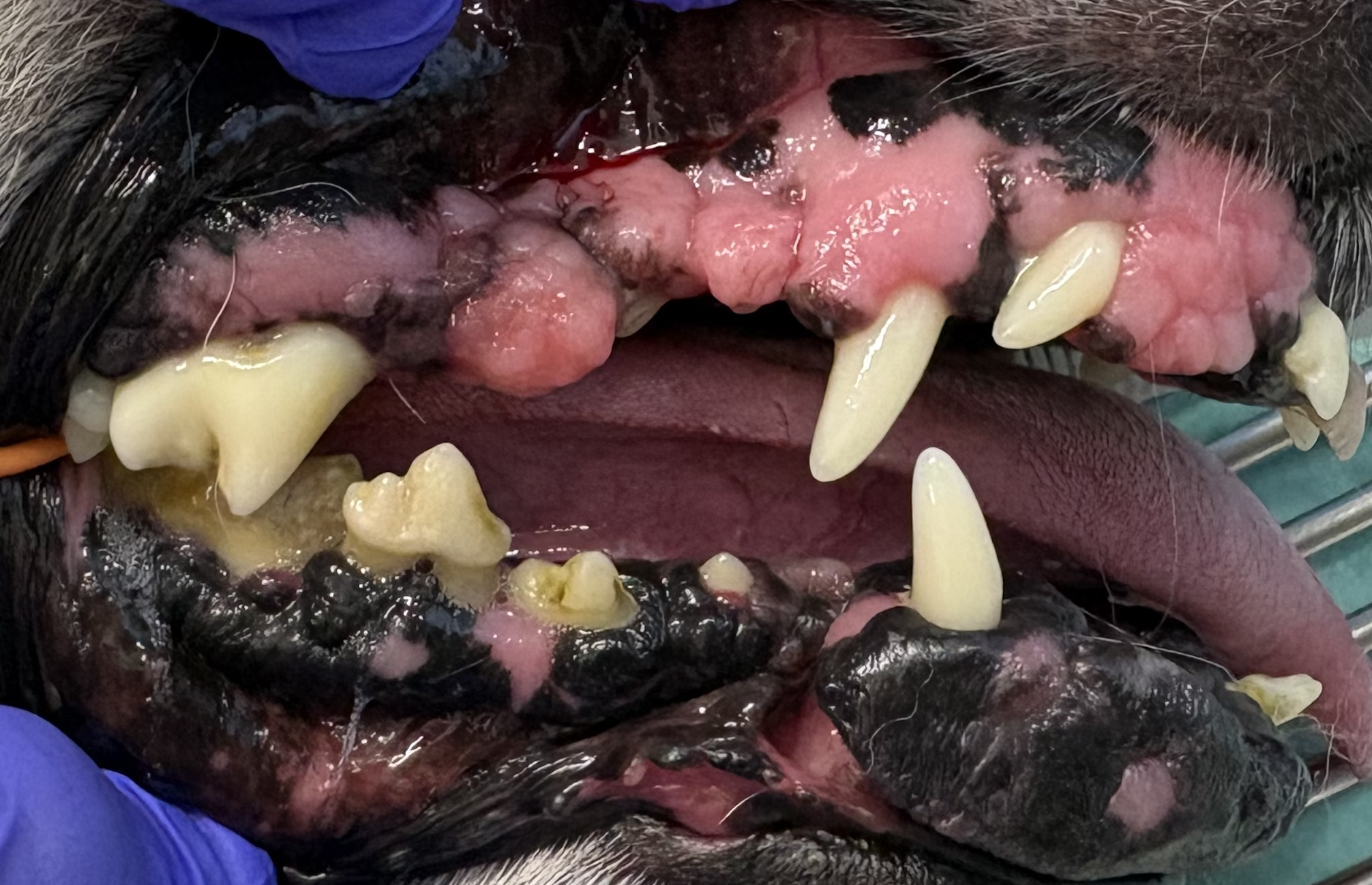 犬の口腔写真、歯肉が腫れている。