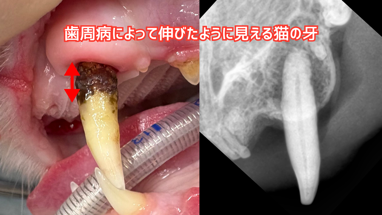 歯周病によって挺出した猫の犬歯とそのレントゲン写真比較