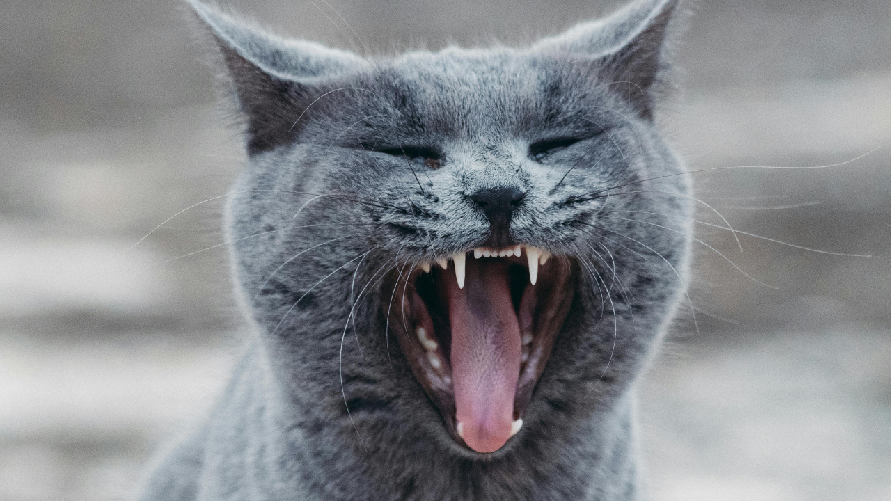 口を開けてる猫の写真