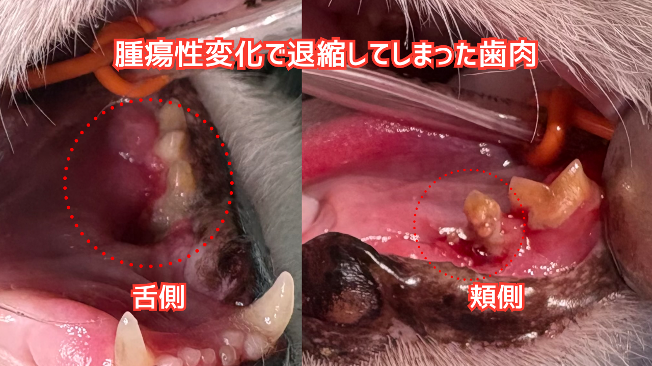 猫の口腔写真。腫瘍変化で歯肉が退縮している。