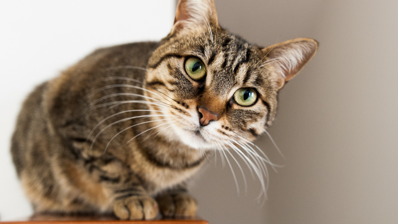 こちらを見ている猫の写真
