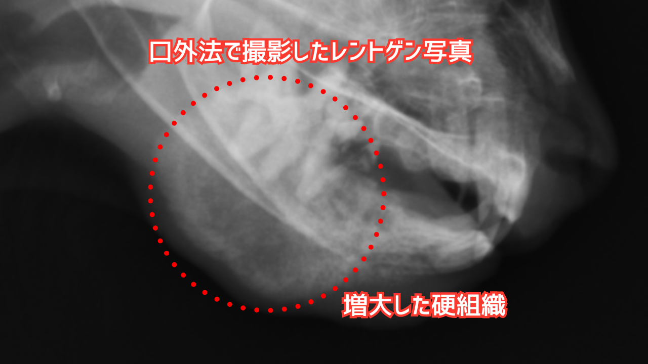 猫のレントゲン写真。下顎に腫大した硬組織を認める。