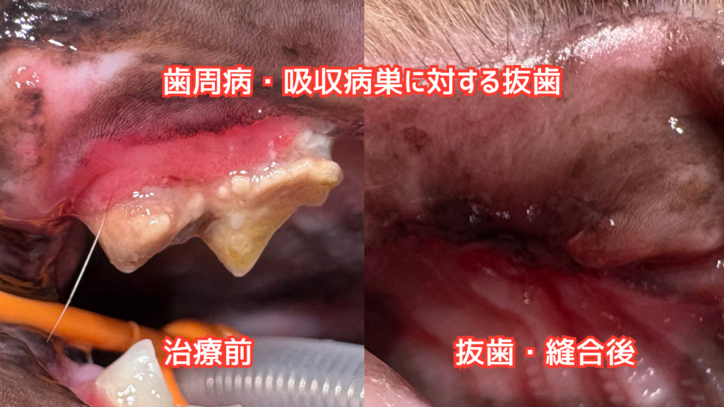 猫の歯の写真、抜歯前後の比較