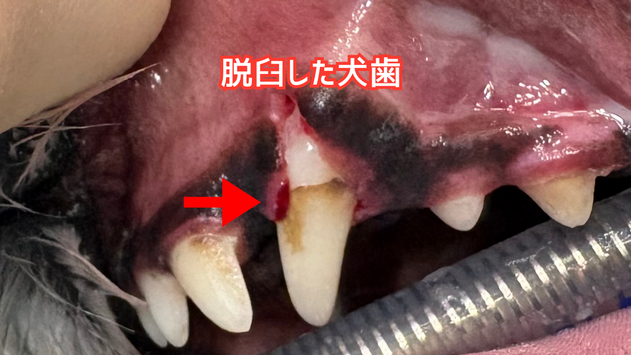 外傷によって脱臼してしまった犬の犬歯
