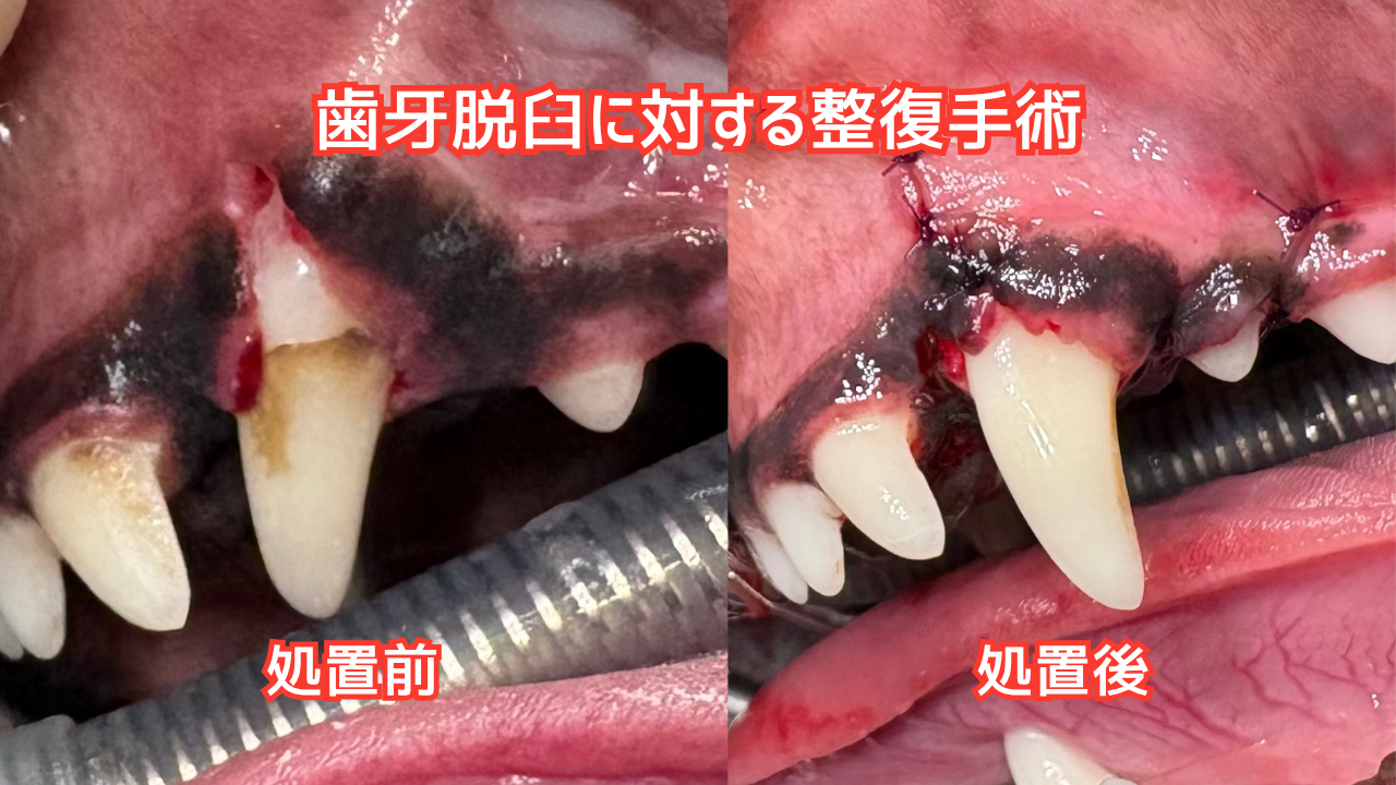脱臼に対する整復手術の前後比較写真
