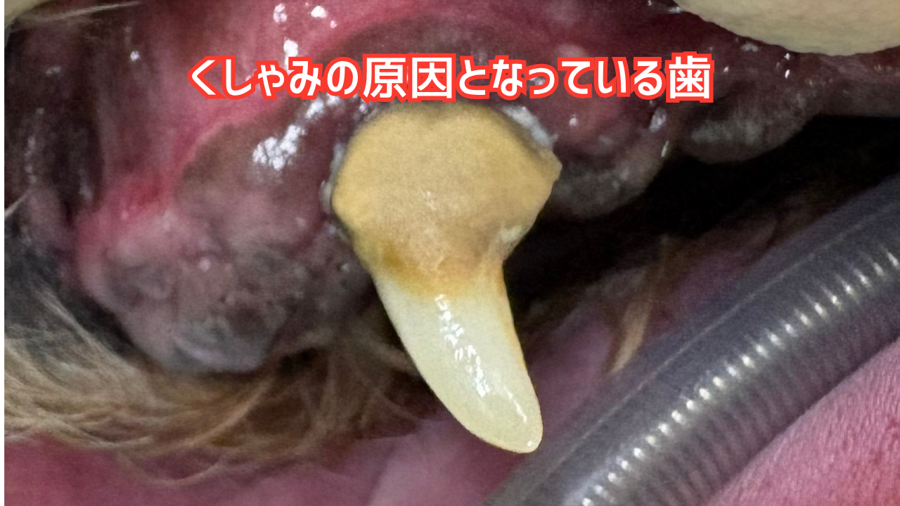 くしゃみの原因になっている左上の牙