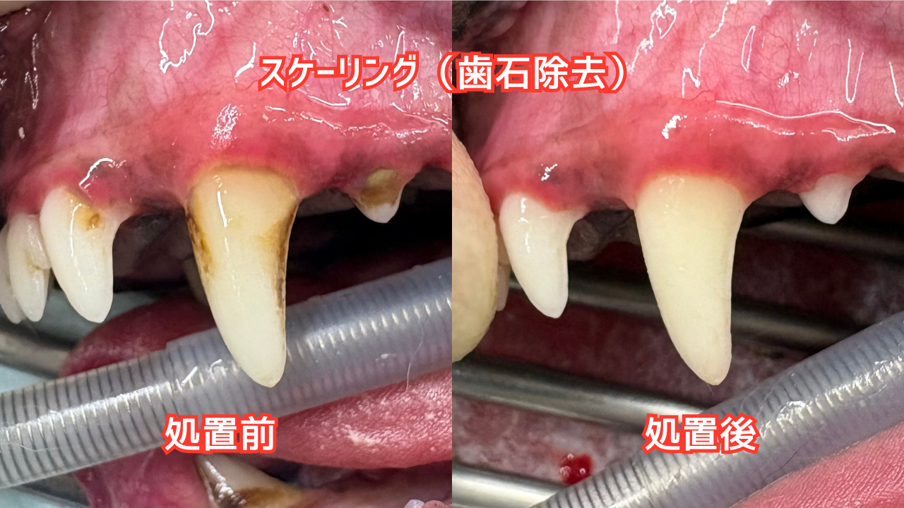 犬のスケーリング処置前後の比較写真