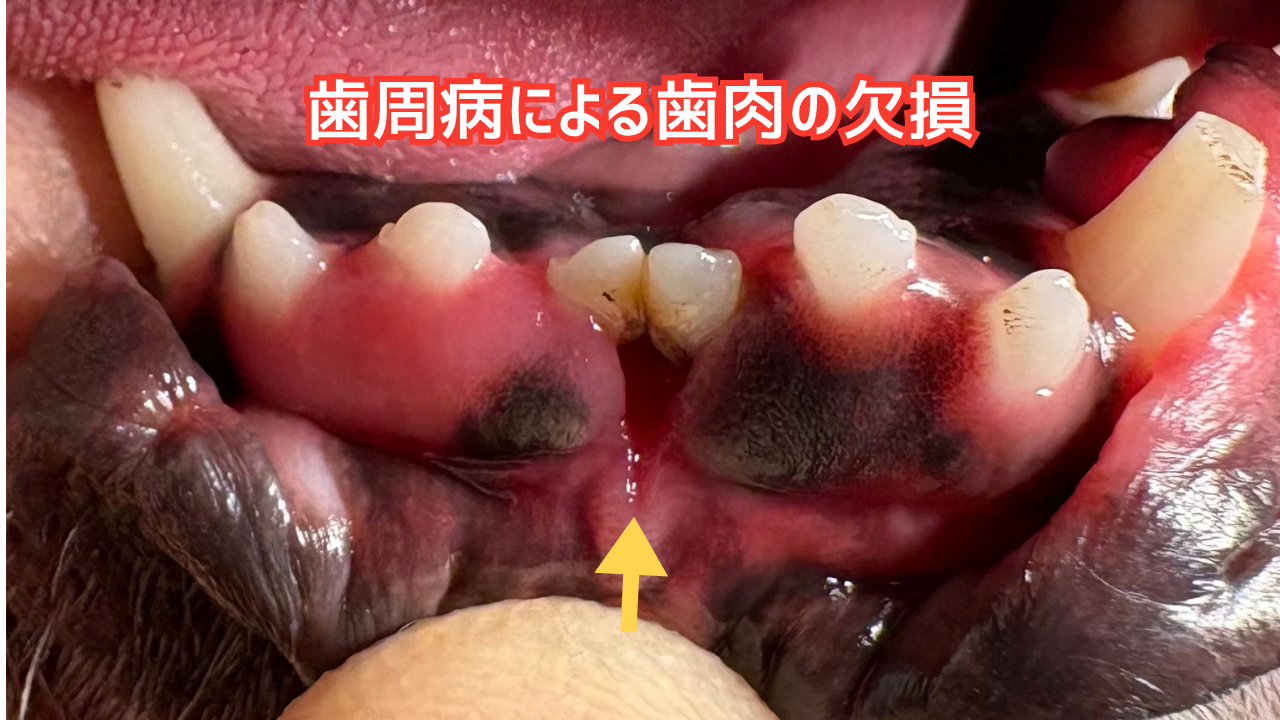 歯周病により欠損した犬の歯肉