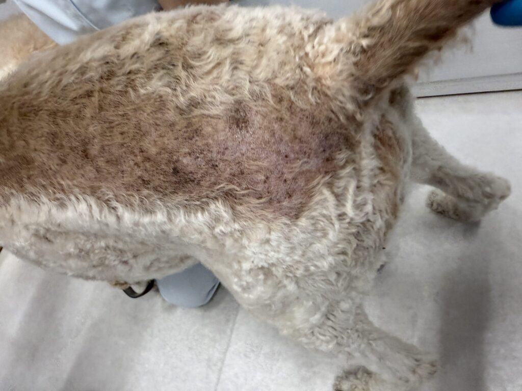 皮膚；獣医師向け】犬アトピー性皮膚炎の治療ガイドラインが大幅改訂