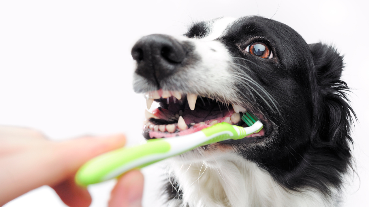 犬が歯磨きしてる写真