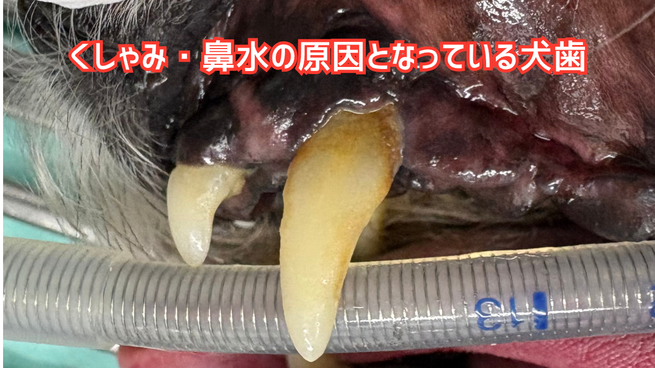 くしゃみ・鼻水の原因となっている犬歯の写真