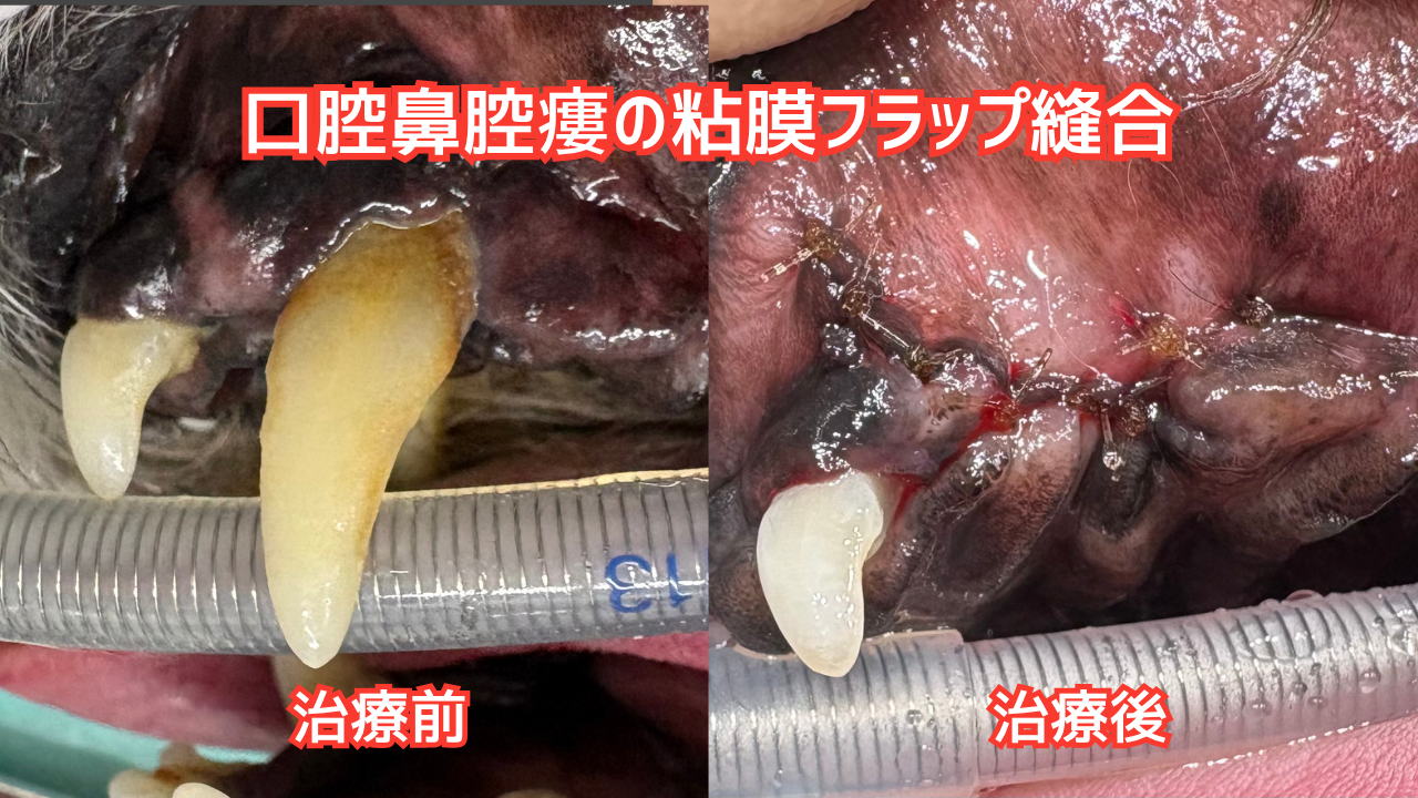 手術前と後の比較写真。犬歯を抜歯した部位を歯肉で塞いで縫合している。